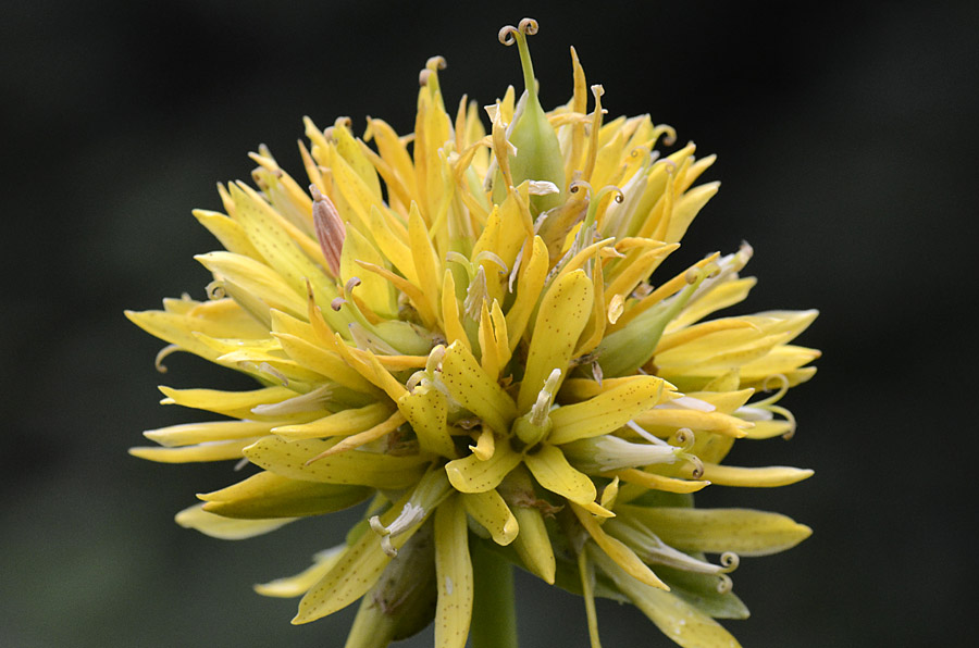Gentiana lutea subsp. symphyandra / Genziana ad antere saldate